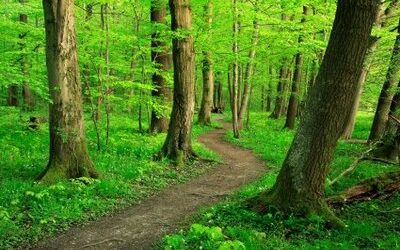 Walking this Path Together