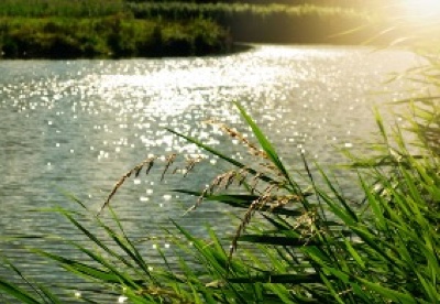 Standing in the Stream